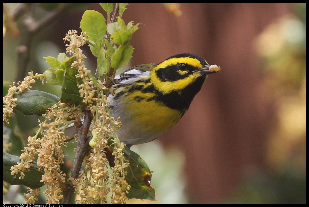 0328-105001-01.jpg - Towsend's Warbler