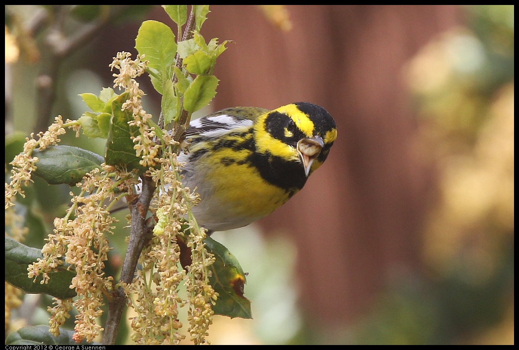 0328-105002-02.jpg - Towsend's Warbler