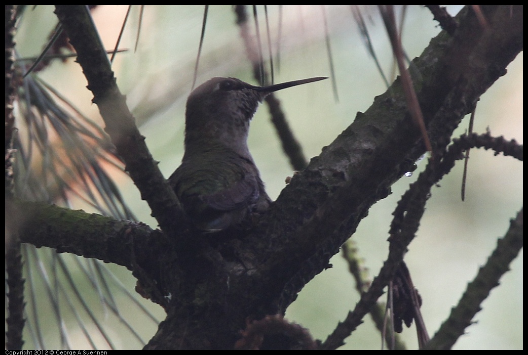 0328-105634-02.jpg - Anna's Hummingbird