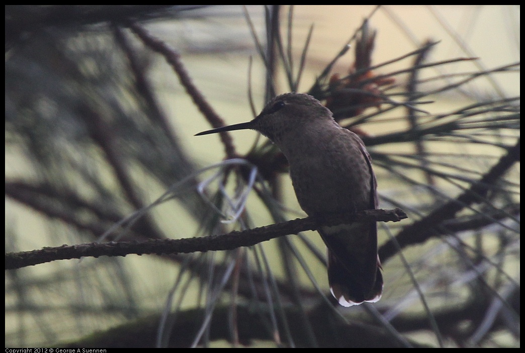 0328-105719-04.jpg - Anna's Hummingbird