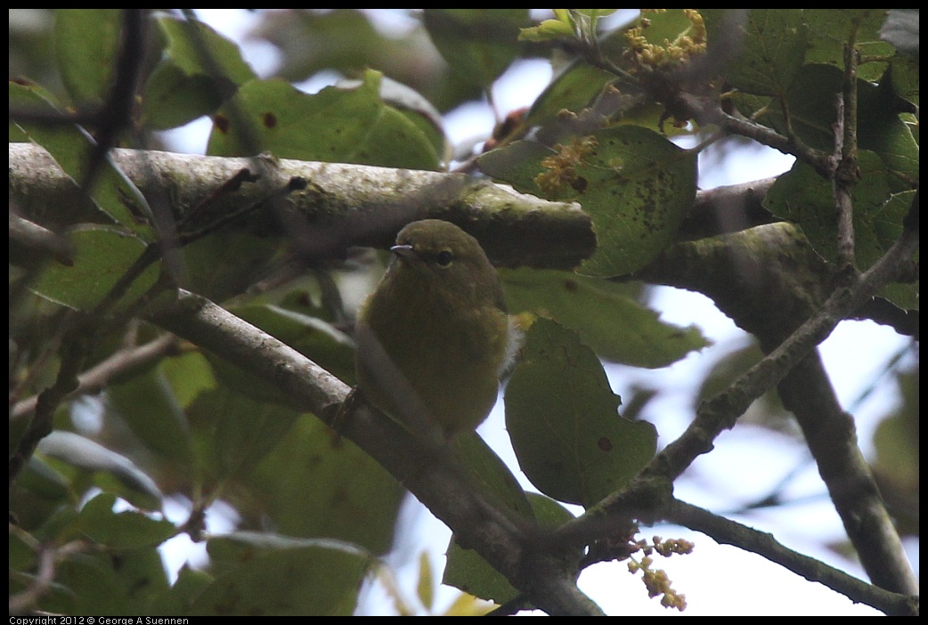 0328-110903-04.jpg - Orange-crowned Warbler