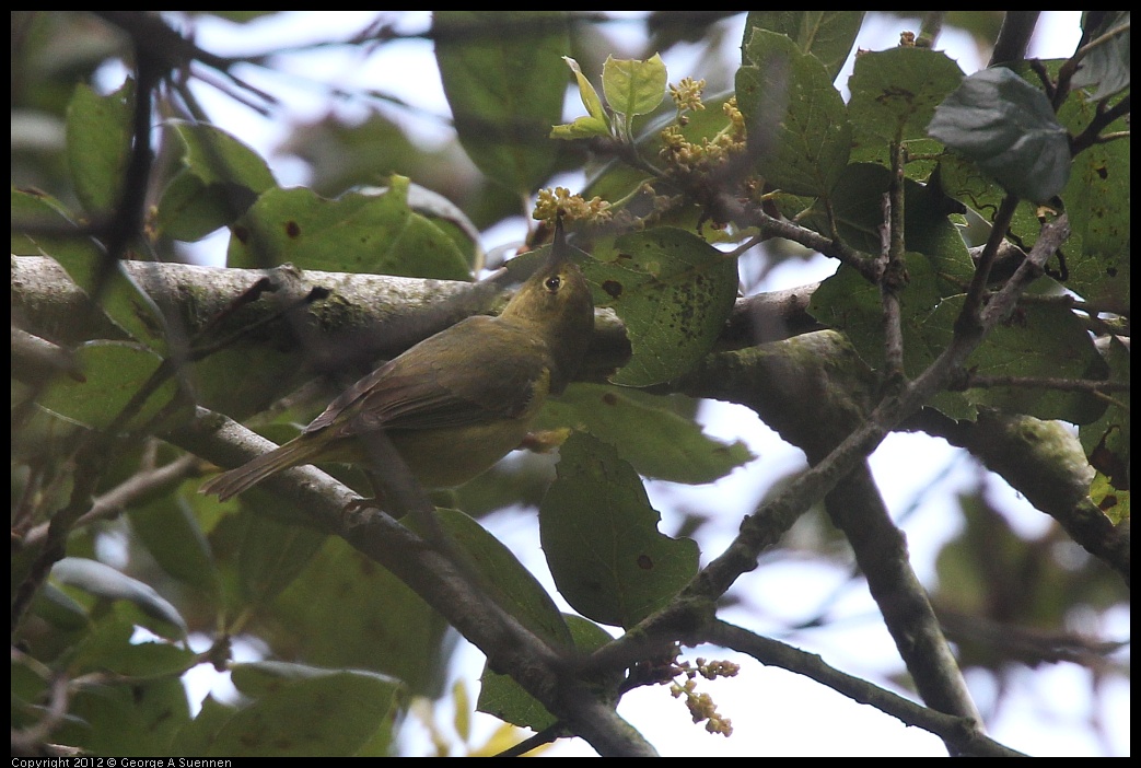 0328-110911-01.jpg - Orange-crowned Warbler