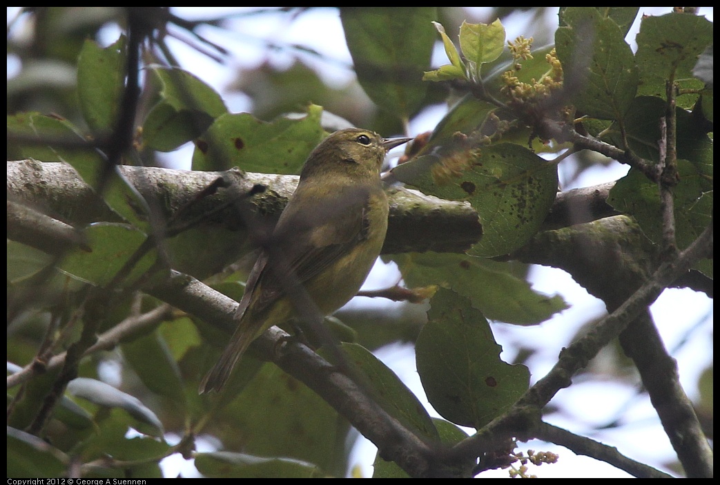 0328-110911-05.jpg - Orange-crowned Warbler