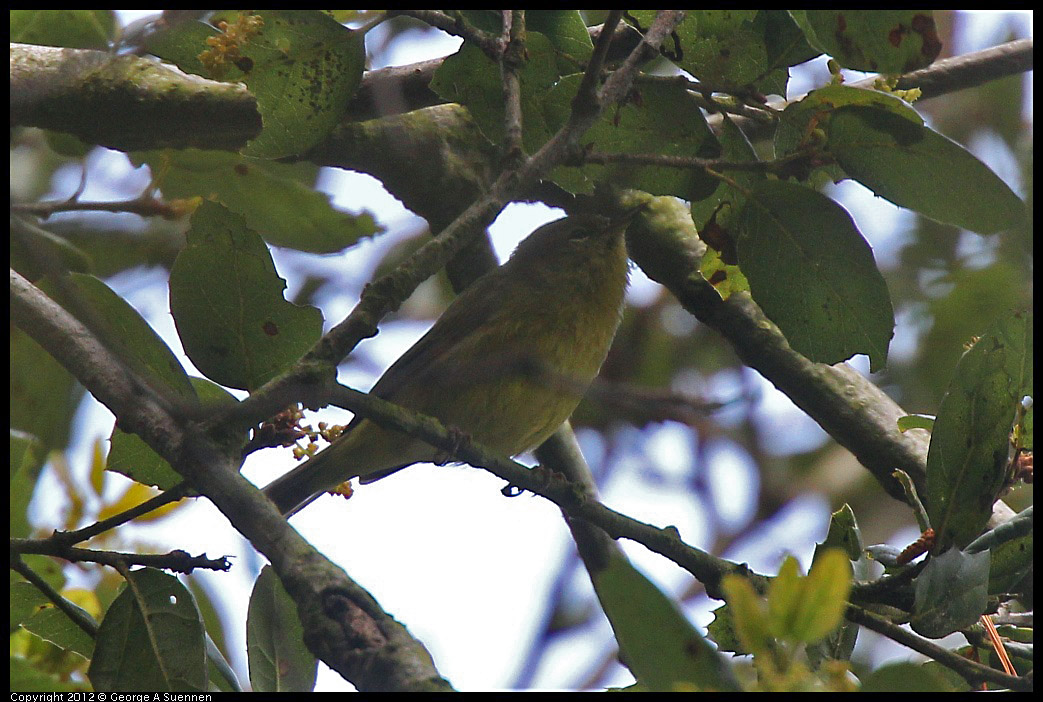 0328-110920-01.jpg - Orange-crowned Warbler