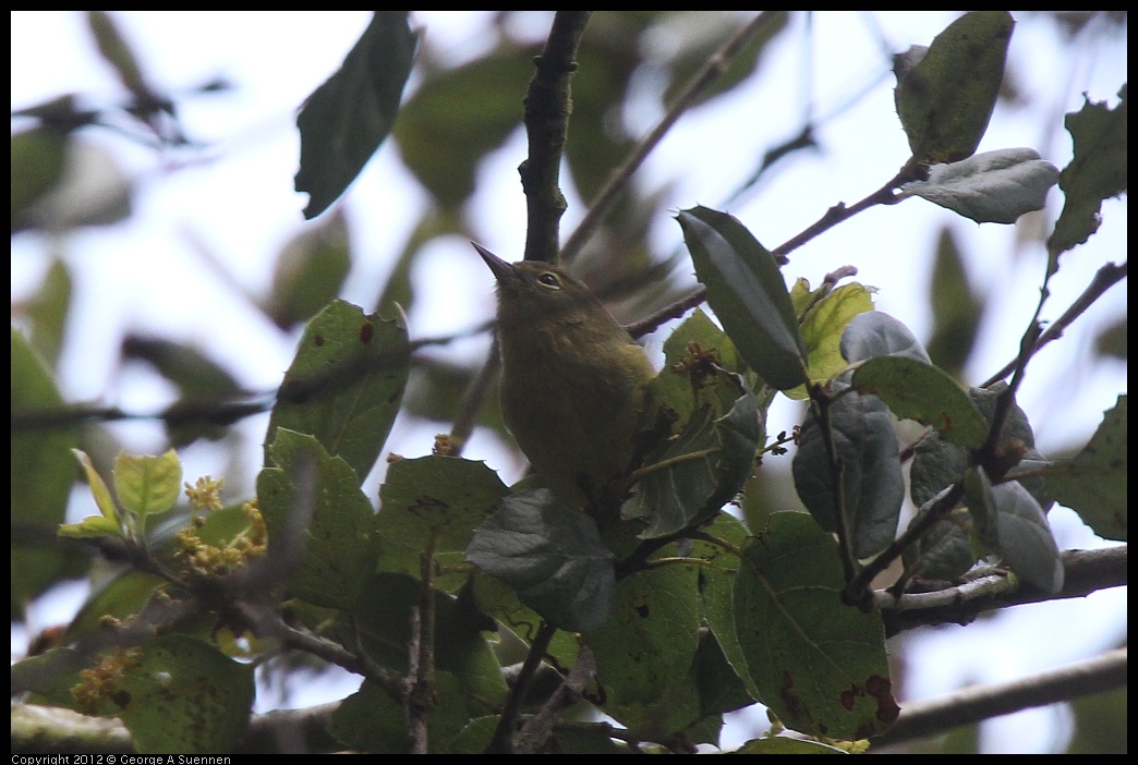 0328-110929-03.jpg - Orange-crowned Warbler