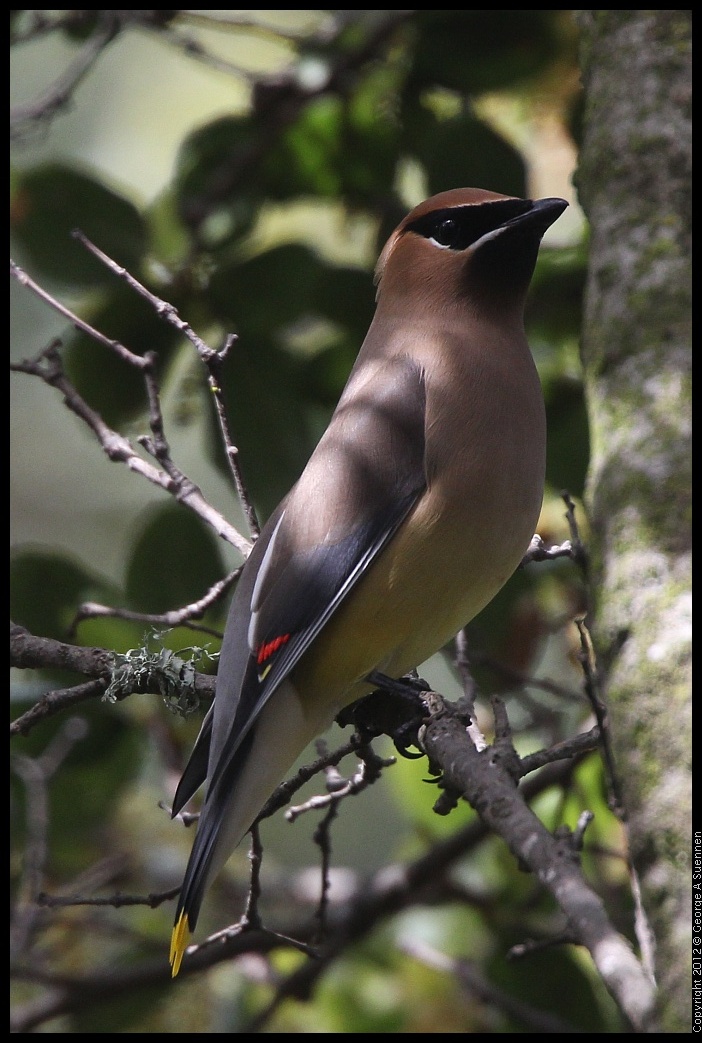 0328-111718-01.jpg - Cedar Waxwing