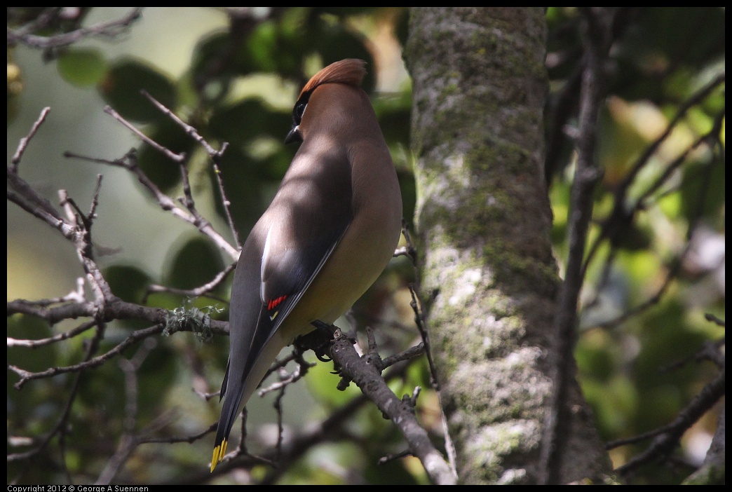 0328-111736-02.jpg - Cedar Waxwing