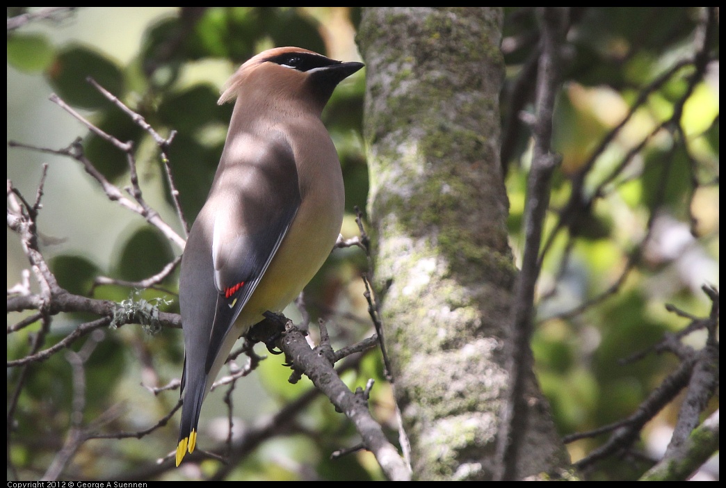 0328-111738-03.jpg - Cedar Waxwing