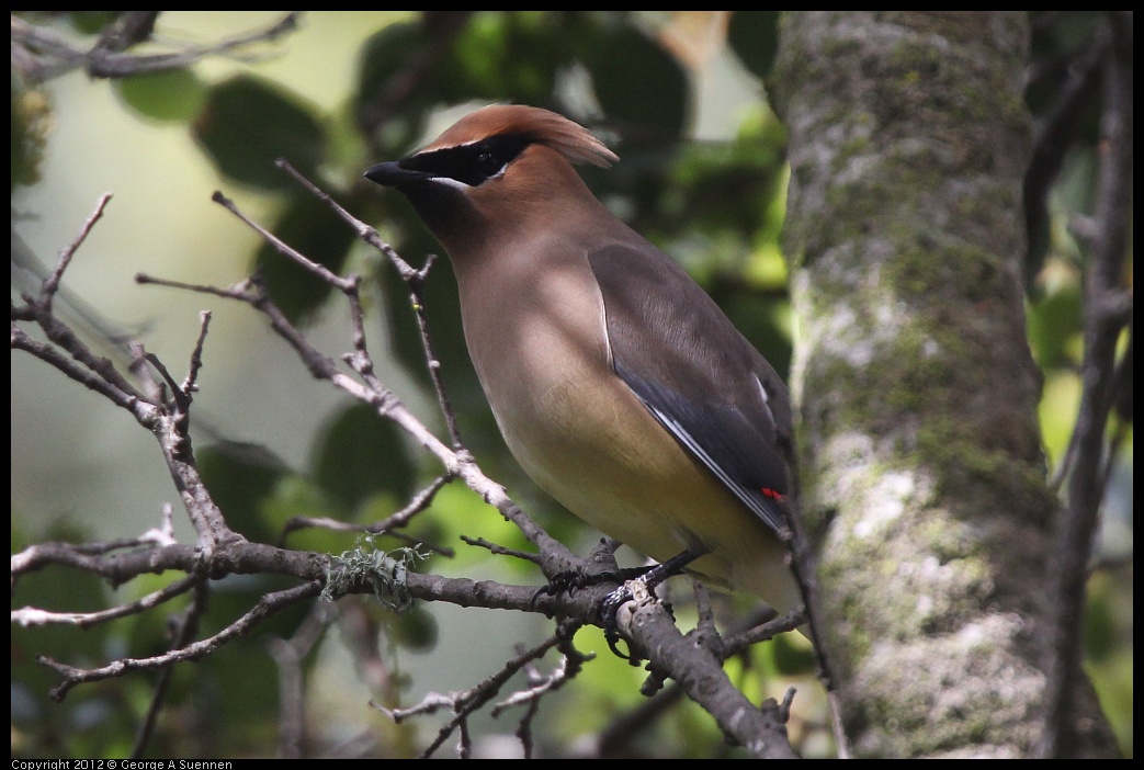 0328-111813-02.jpg - Cedar Waxwing