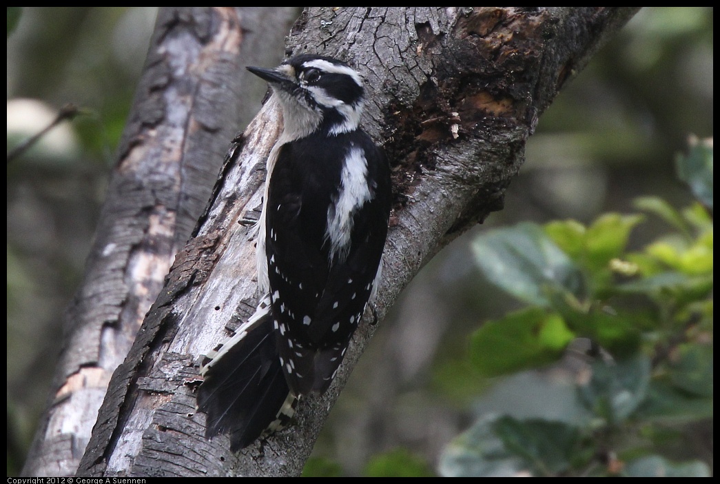 0328-111830-01.jpg - Downy Woodpecker