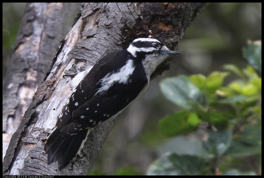 0328-111832-02.jpg - Downy Woodpecker