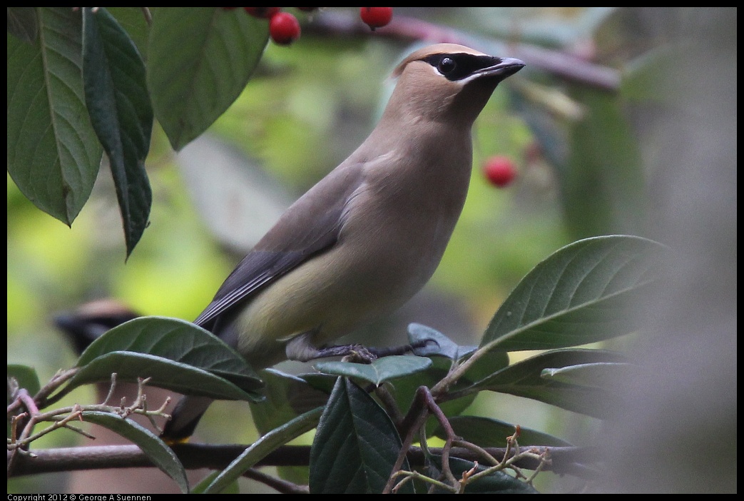 0328-112122-04.jpg - Cedar Waxwing