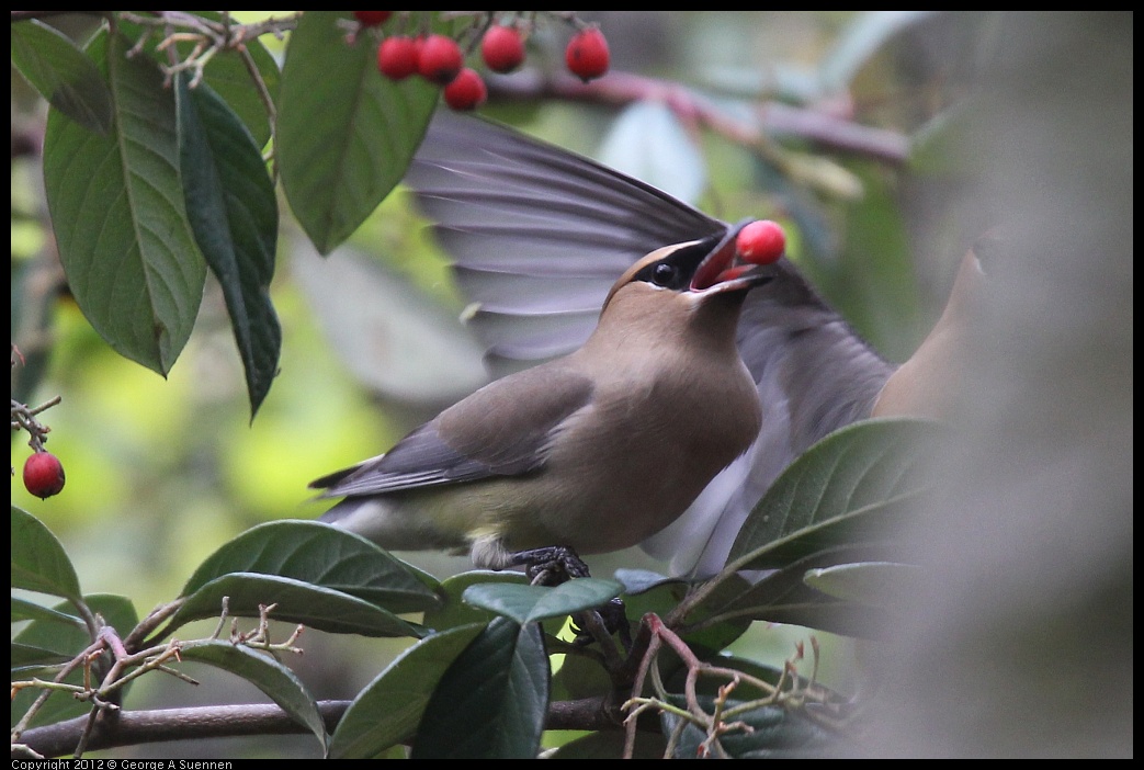 0328-112125-01.jpg - Cedar Waxwing