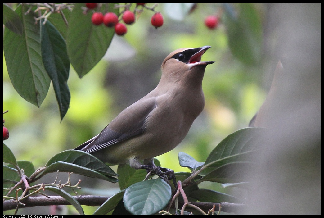 0328-112125-02.jpg - Cedar Waxwing