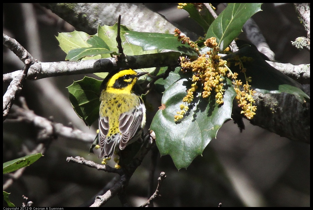 0328-113015-02.jpg - Towsend's Warbler