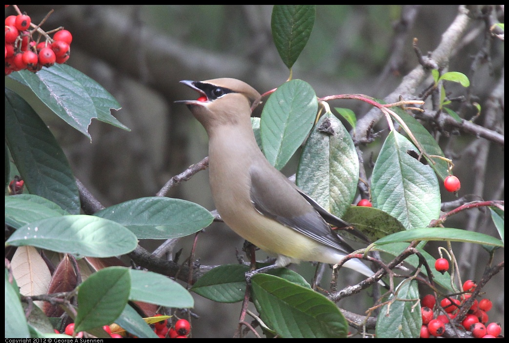 0328-113107-04.jpg - Cedar Waxwing