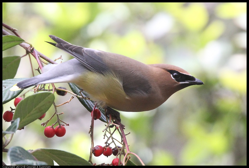 0328-113525-01.jpg - Cedar Waxwing