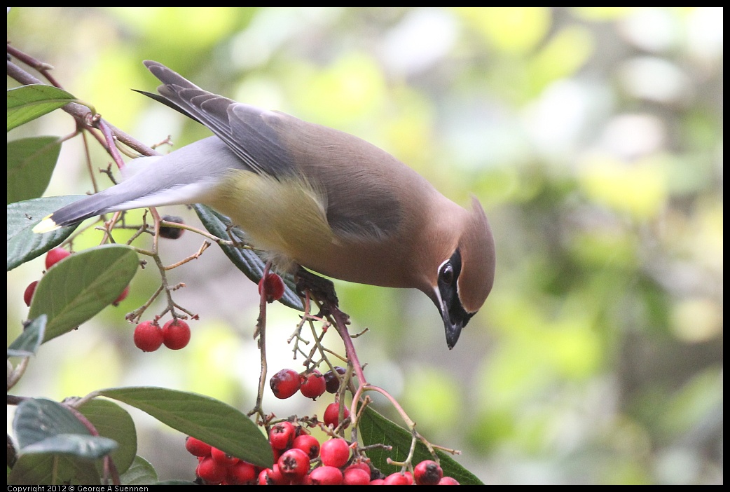 0328-113525-02.jpg - Cedar Waxwing