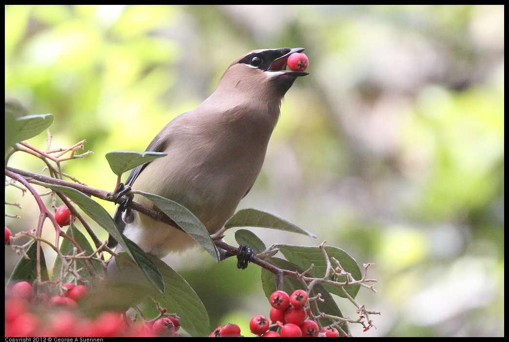 0328-113548-02.jpg - Cedar Waxwing