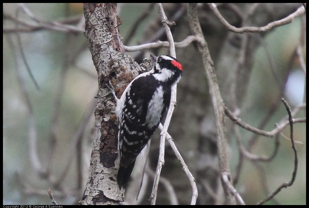 0328-113724-02.jpg - Downy Woodpecker