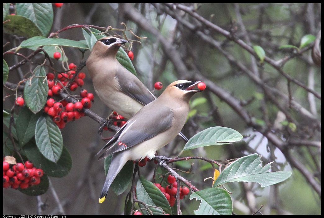 0328-114559-04.jpg - Cedar Waxwing