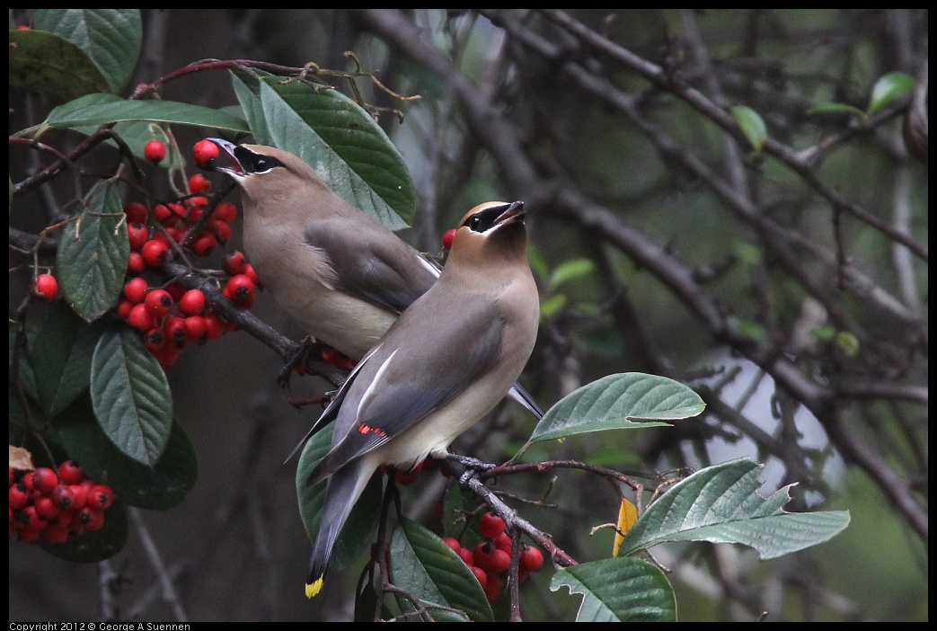 0328-114602-02.jpg - Cedar Waxwing