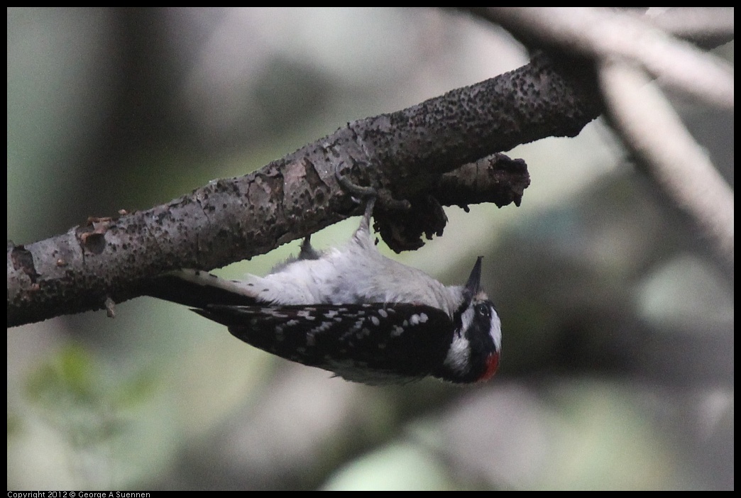 0328-115514-04.jpg - Downy Woodpecker