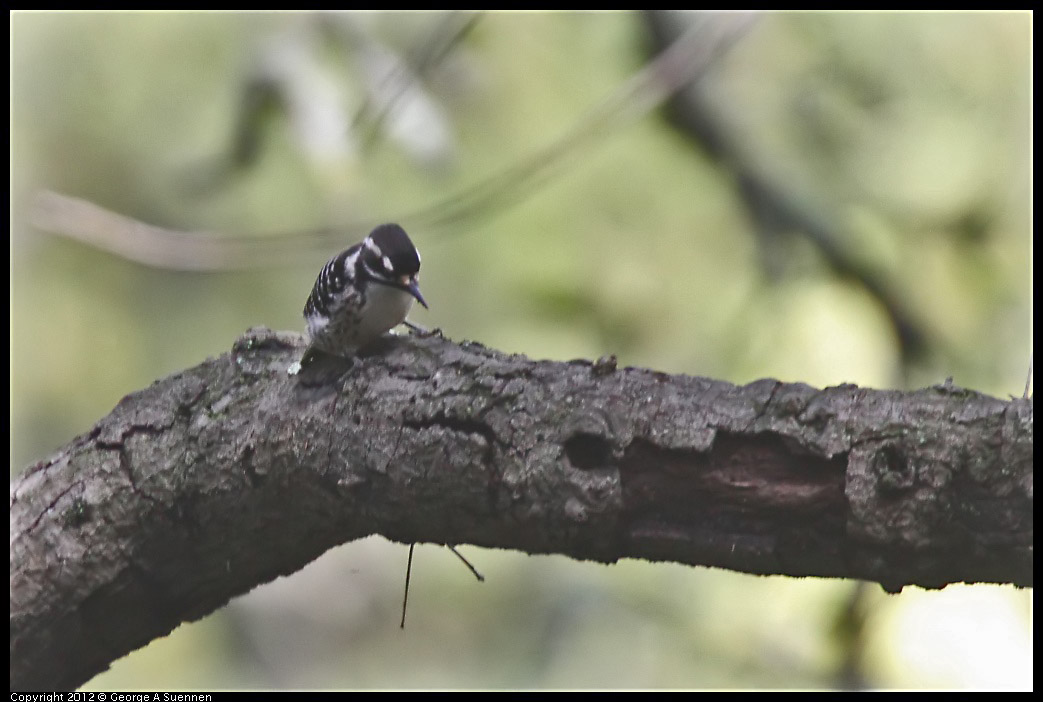 0328-115616-01.jpg - Nuttall's Woodpecker