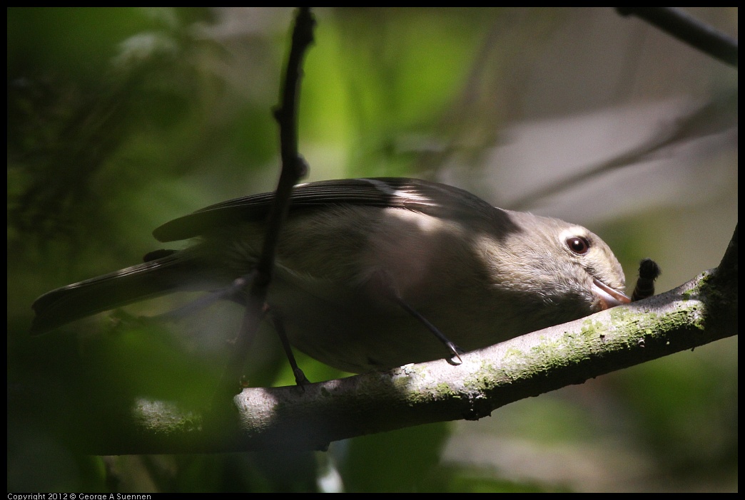 0331-162533-01.jpg - Hutton's Vireo