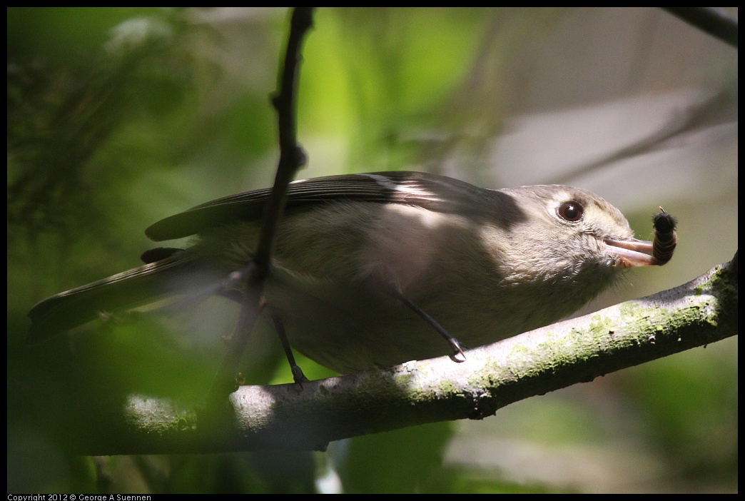 0331-162533-02.jpg - Hutton's Vireo