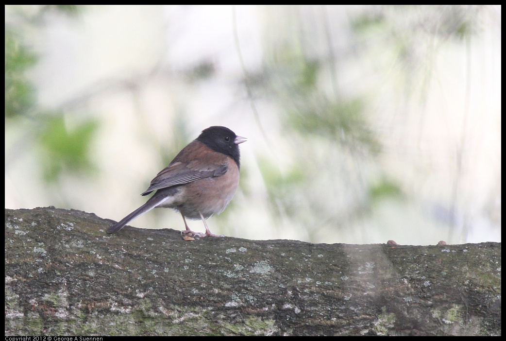 0331-162752-02.jpg - Dark-eyed Junco