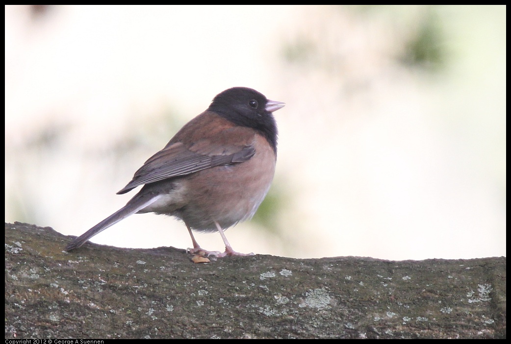 0331-162826-01.jpg - Dark-eyed Junco