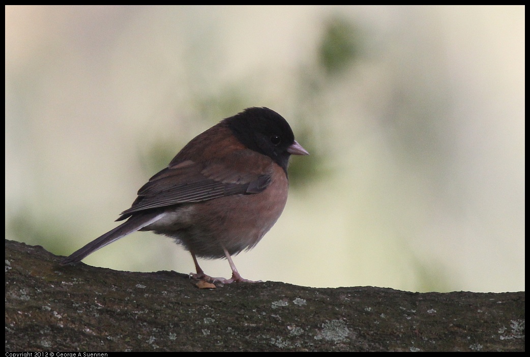 0331-162843-01.jpg - Dark-eyed Junco