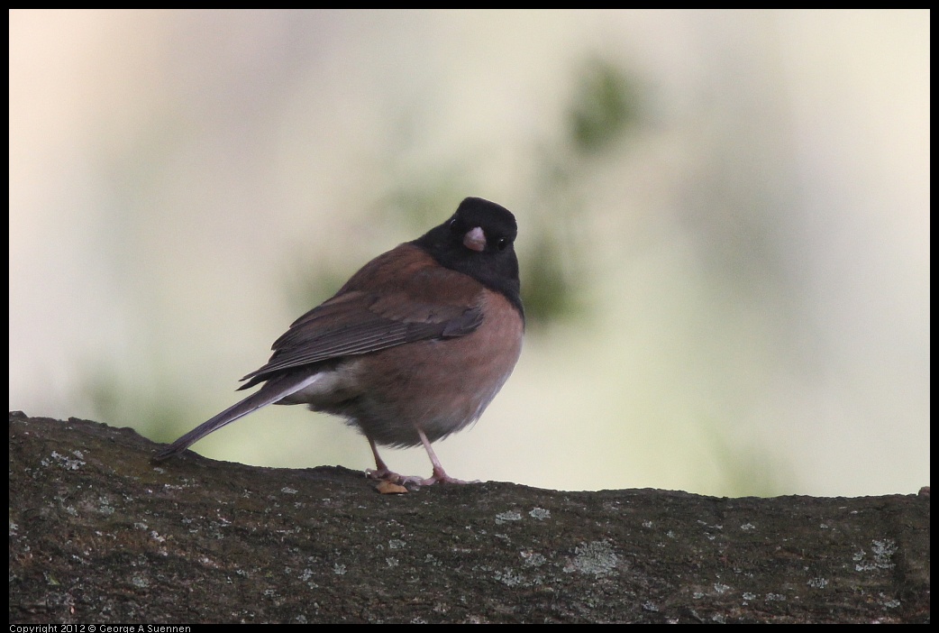 0331-162845-05.jpg - Dark-eyed Junco