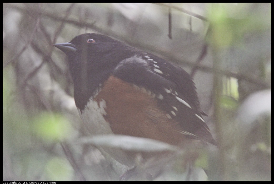 0331-163041-01.jpg - Spotted Towhee