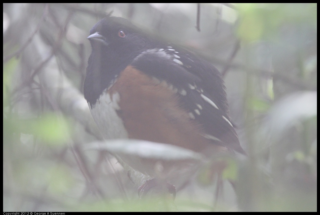 0331-163100-02.jpg - Spotted Towhee