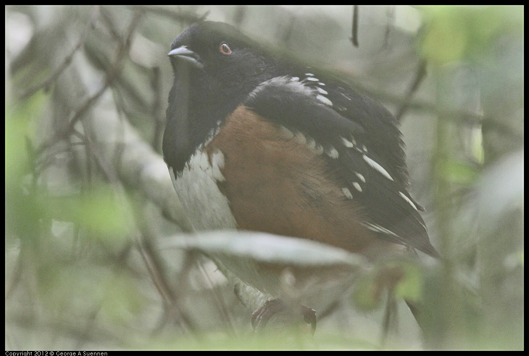 0331-163100-04.jpg - Spotted Towhee