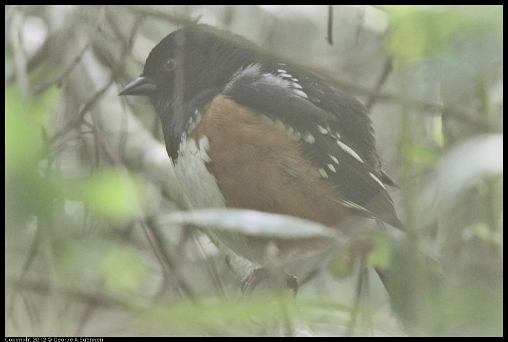 0331-163102-03.jpg - Spotted Towhee