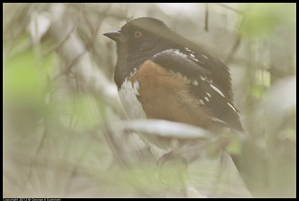 0331-163110-02.jpg - Spotted Towhee