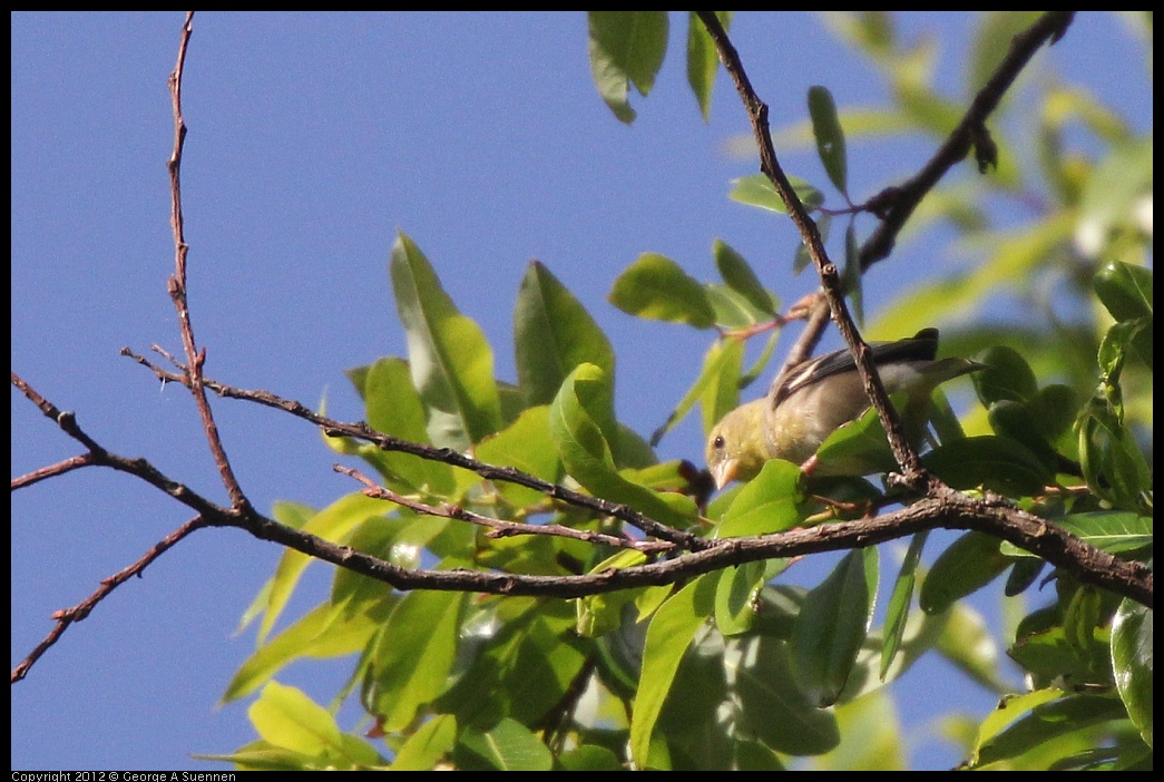 0331-163712-02.jpg - Lesser Goldfinch