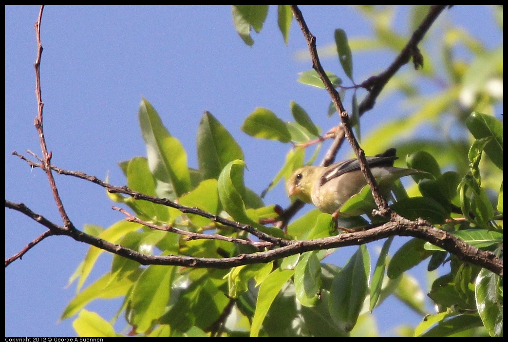 0331-163713-01.jpg - Lesser Goldfinch