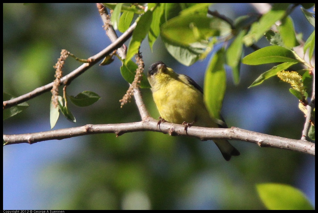 0331-163909-01.jpg - Lesser Goldfinch