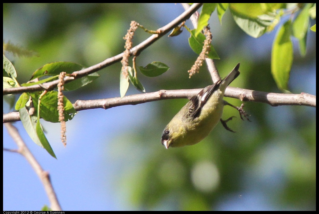 0331-163910-01.jpg - Lesser Goldfinch