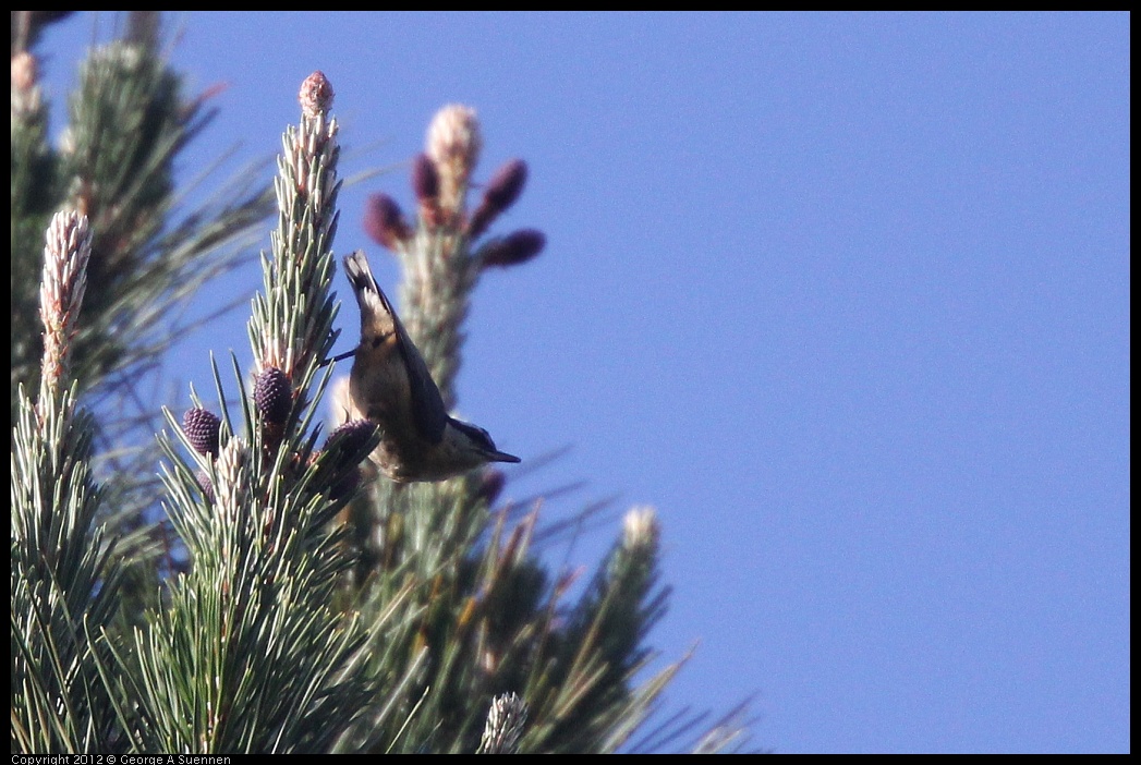 0331-163943-01.jpg - Red-breasted Nuthatch