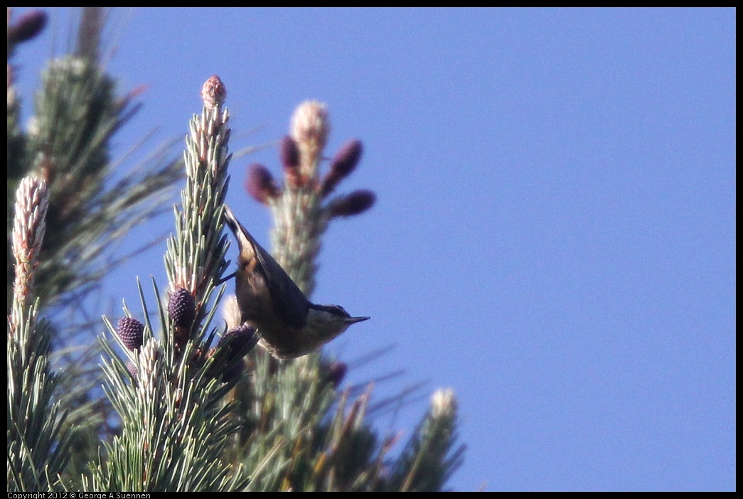 0331-163943-02.jpg - Red-breasted Nuthatch