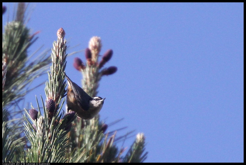 0331-163945-03.jpg - Red-breasted Nuthatch