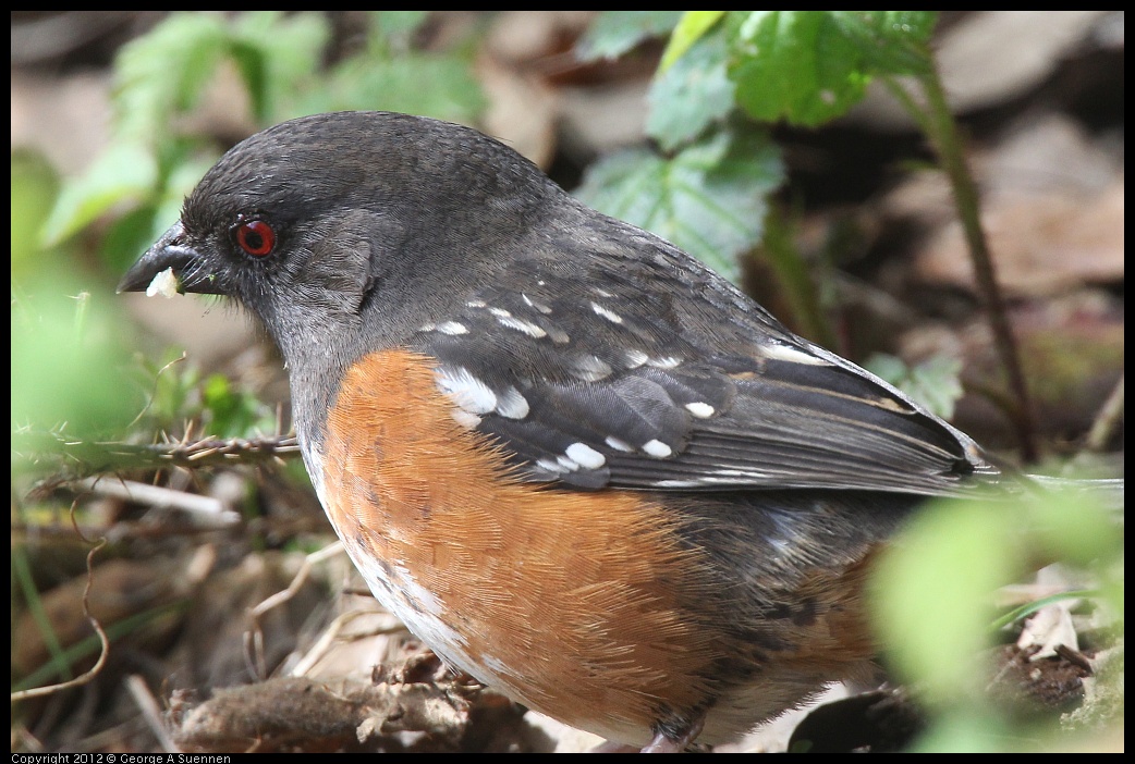 0401-142330-01.jpg - Spotted Towhee