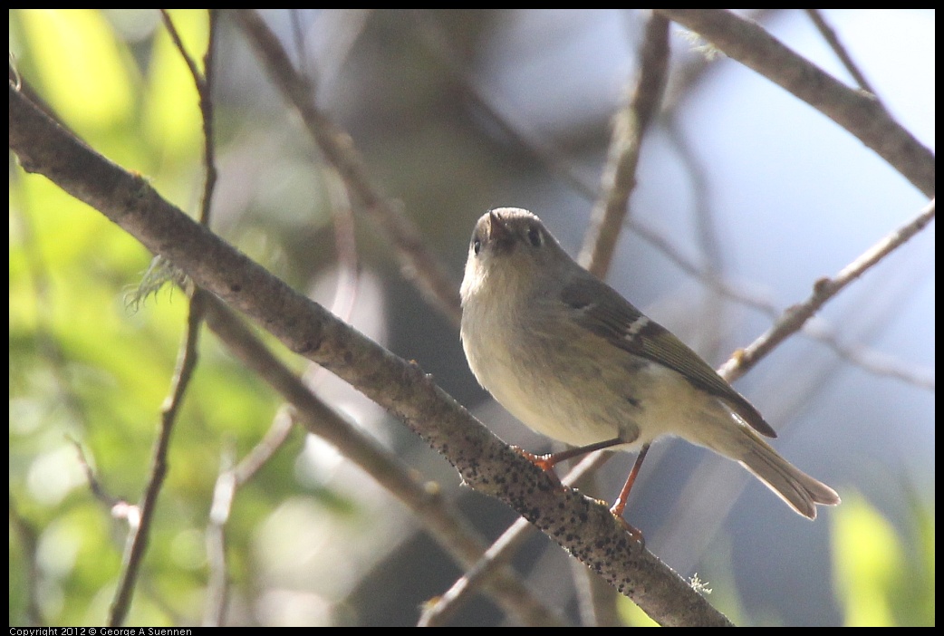 0401-142457-02.jpg - Ruby-crowned Kinglet