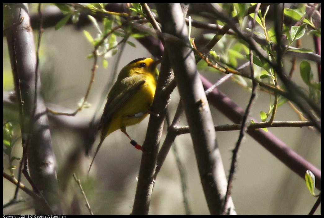 0401-144625-05.jpg - Wilson's Warbler