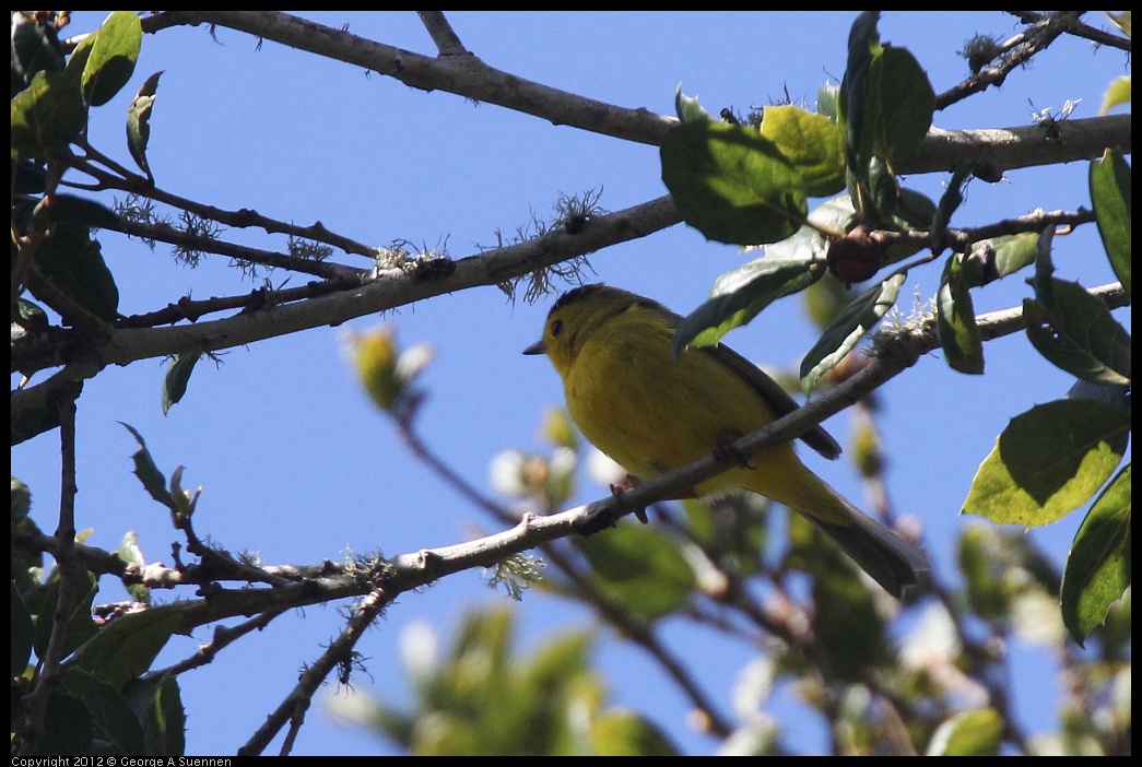 0401-145031-01.jpg - Wilson's Warbler